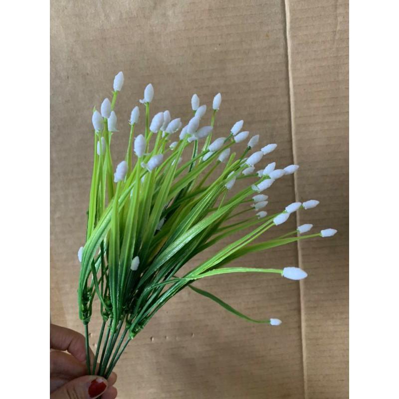 Cụm điểm sao 5 nhánh