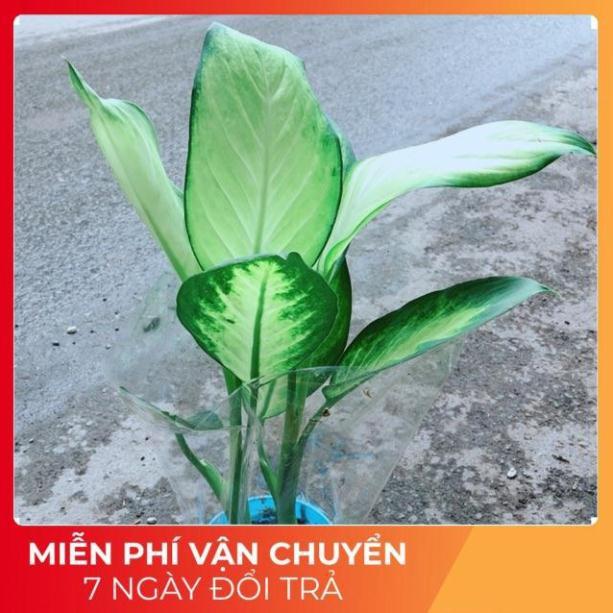 Chậu Vạn Niên Thanh