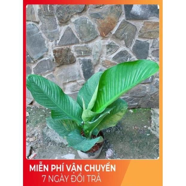 Cây Đại Phú Gia