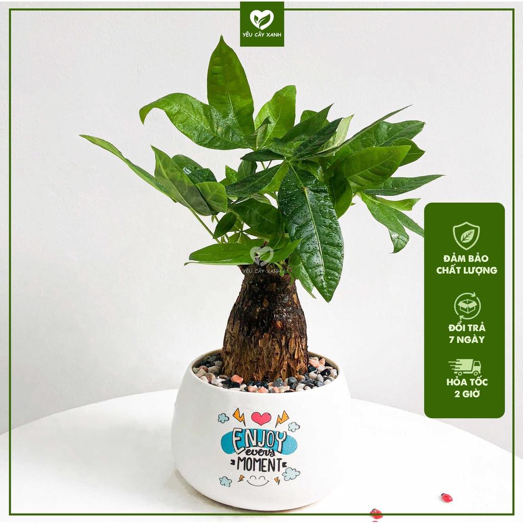 Cây Kim Ngân Củ tài lộc để bàn