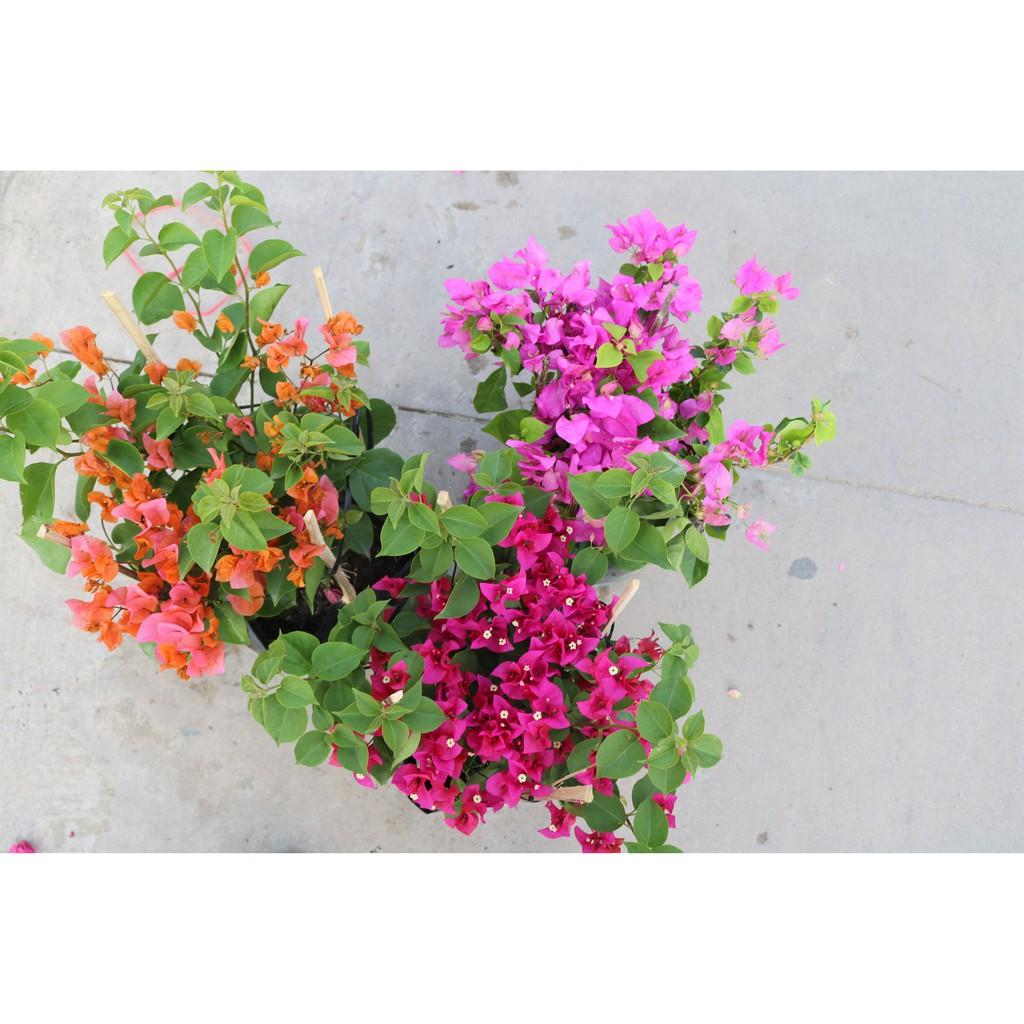 Chậu cây hoa Giấy bông màu hồng