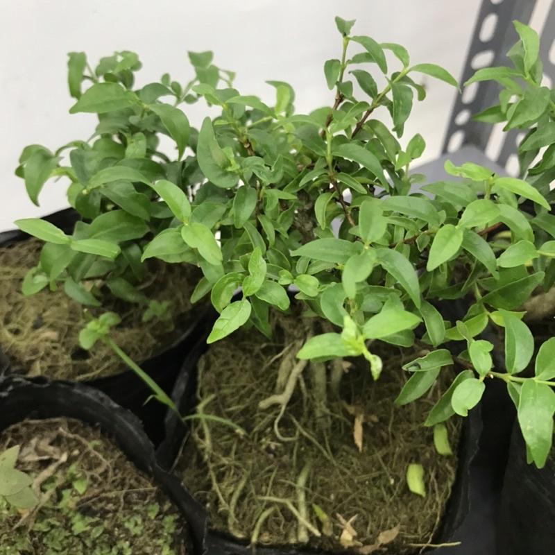 Cây bonsai mini dùng set up bể Terrarium