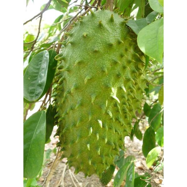 Cây mãng cầu xiêm cao 50-70 cm