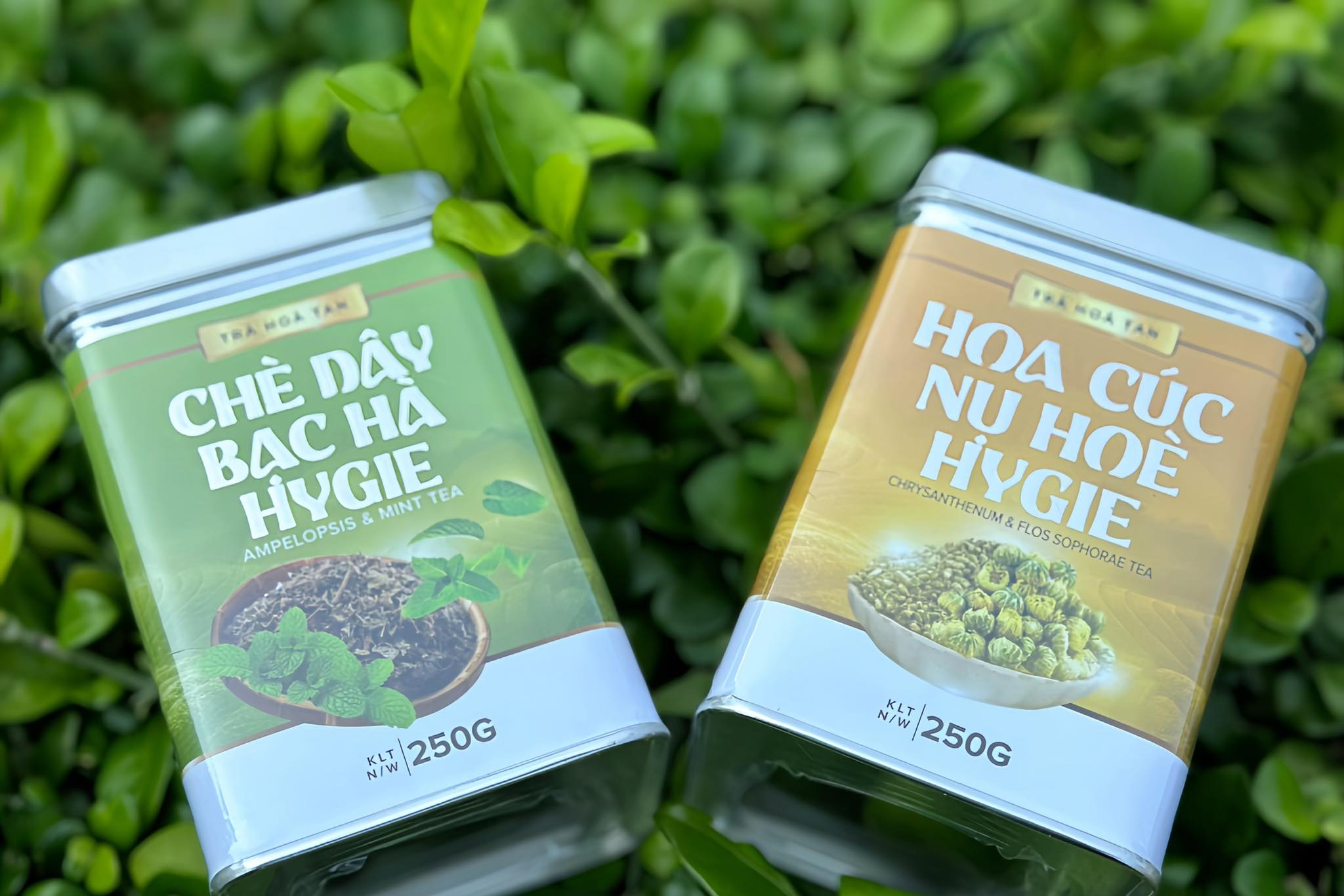 Nụ hòe hoa cúc Hygie 250gr 50 ly - Phòng ngừa đột quỵ, hạ huyết áp, làm chắc thành mạch máu