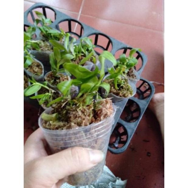 Kie Hoa phong lan phi điệp ám phú thọ liên hệ ngay để xem video chi tiết
