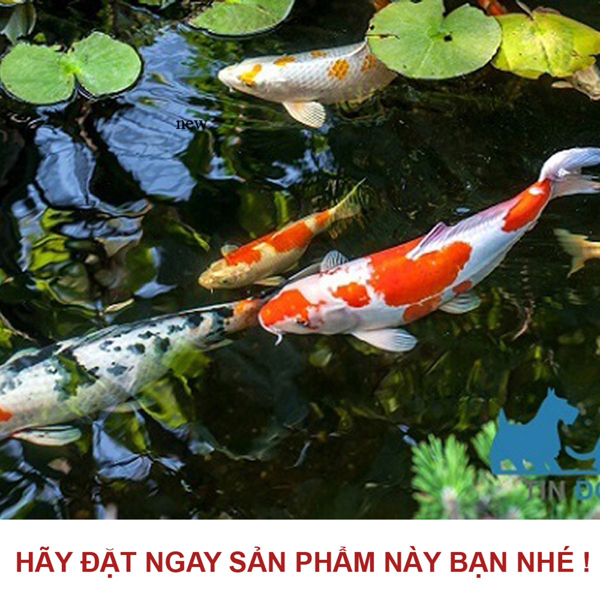 Vitamin tổng hợp 100GR cho cá cảnh, cá rồng, cá vàng, cá bảy màu guppy, cá rồng, cá Koi, ếch rùa, baba, lươn ...