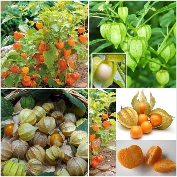 Hạt giống cây Cô Nương Vàng  tỷ lệ nảy mầm cao, siêu quả