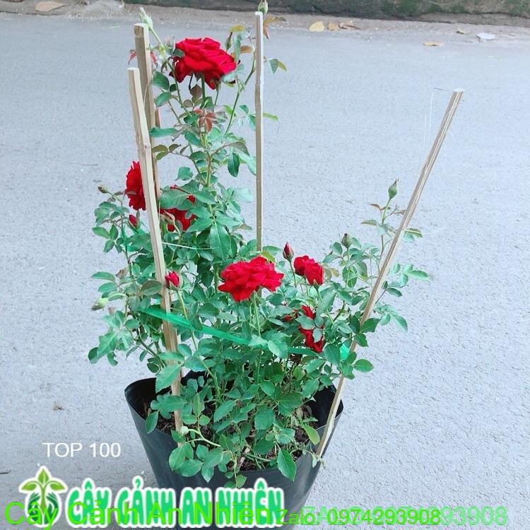 Bụi Hoa Hồng Siêu Nụ