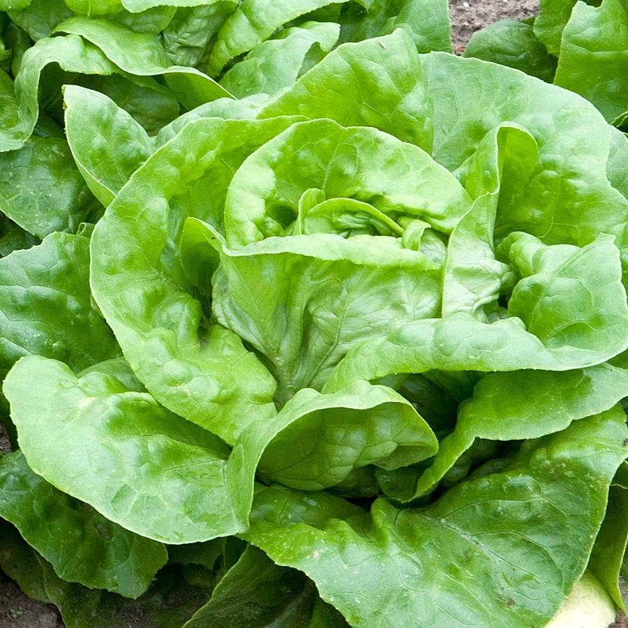 Hạt giống Xà lách búp Rado 45 gói 5gr