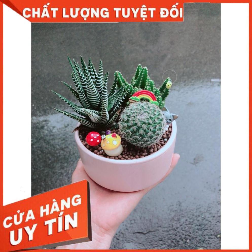 Chậu sen đá tiểu cảnh 23