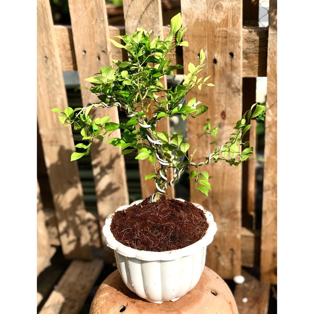 Chậu Bonsai cây Nguyệt Quế