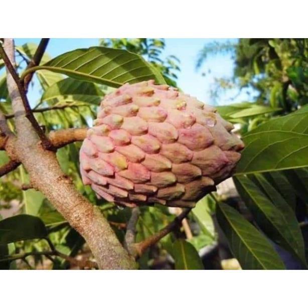 Sản phẩm CÂY GIỐNG NA ĐỎ CAO SẢN