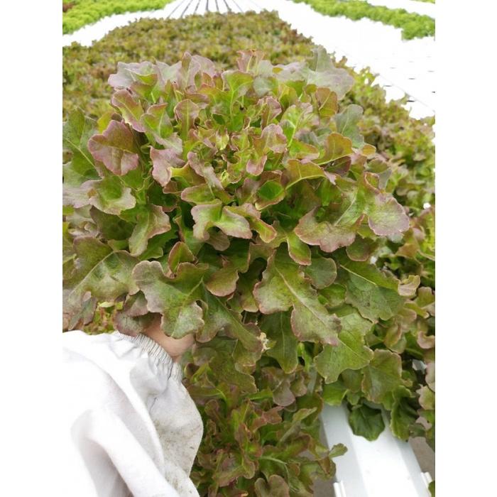 Hạt giống rau xà lách sồi đỏ OAKLEAF - Gói 2gram