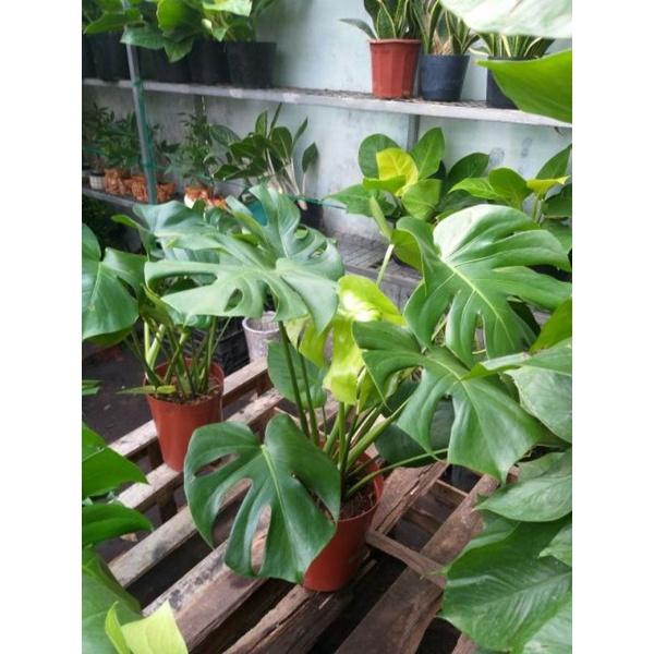 Trầu bà lá xẻ Nam Mỹ