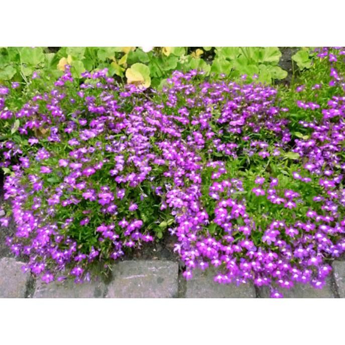 50hạt hoa Cuc Lobelia Mix - Hoa Thúy điệp