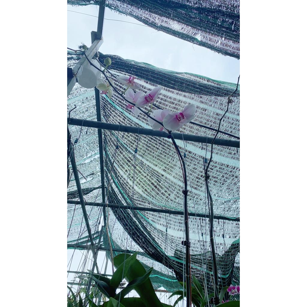 Lan Hồ Điệp