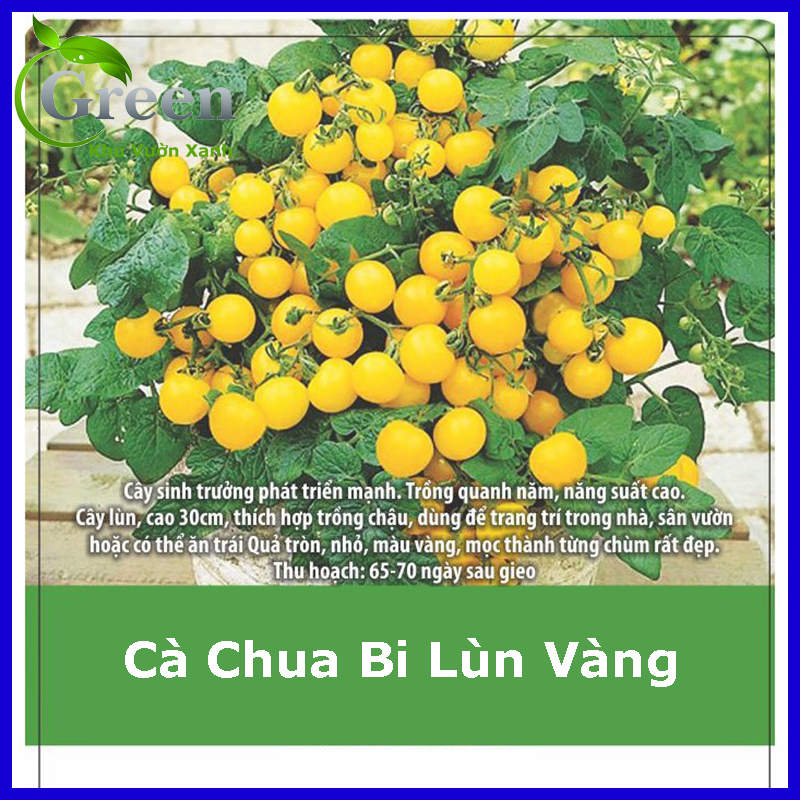 Hạt Giống Cà Chua Bi Lùn Vàng F1