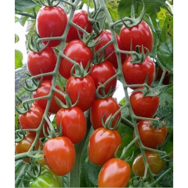 Hạt giống cà chua bi chùm quả đỏ - Gói 20 hạt/tặng kèm gói phân bón lót
