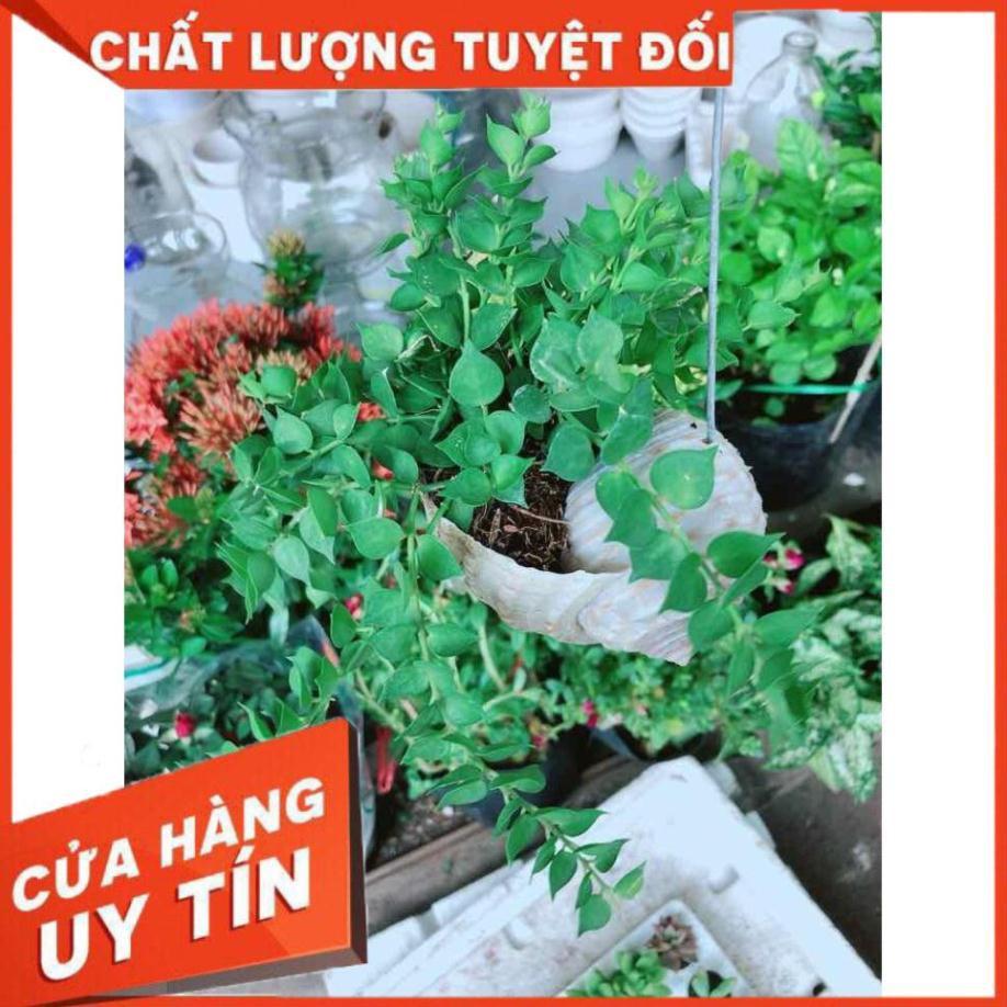 Chậu cây lá tim vỏ óc Nhiều Người Mua