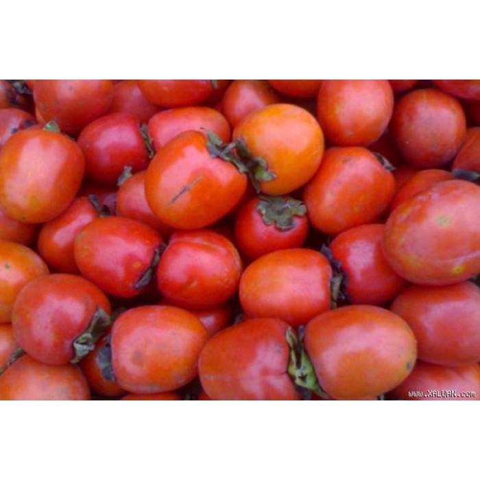 CÂY GIỐNG HỒNG QUẢ ĐỎ SIÊU NGON SIÊU QUẢ