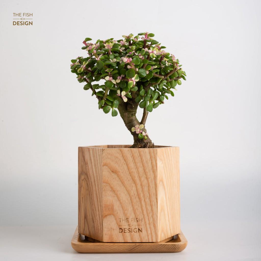 Chậu cây sen đô la hồng bonsai | THE FISH DESIGN SIZE L (trang trí trong nhà, để bàn làm việc,..