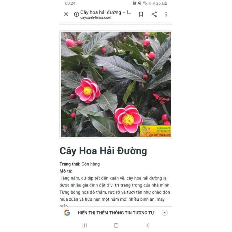Cây giống hải đường