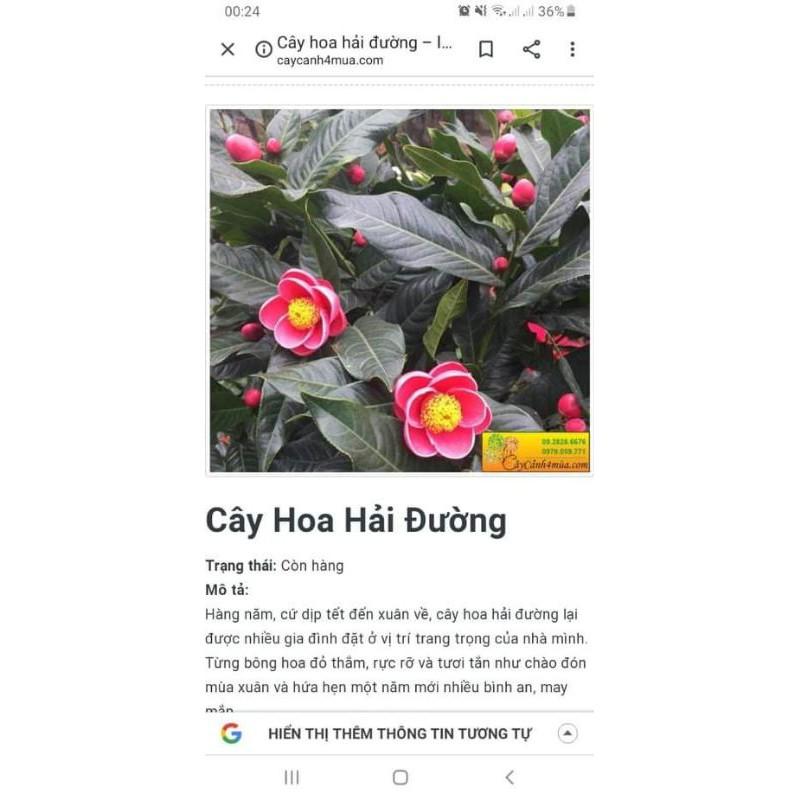 cây giống hải đường