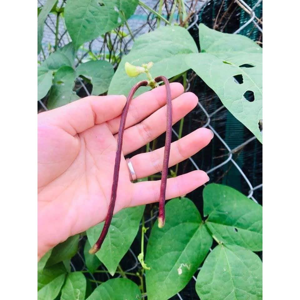 HẠT GIỐNG ĐẬU ĐŨA TÍM