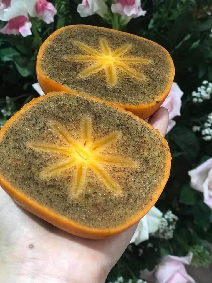 Cây giống hồng đen socola siêu sớm