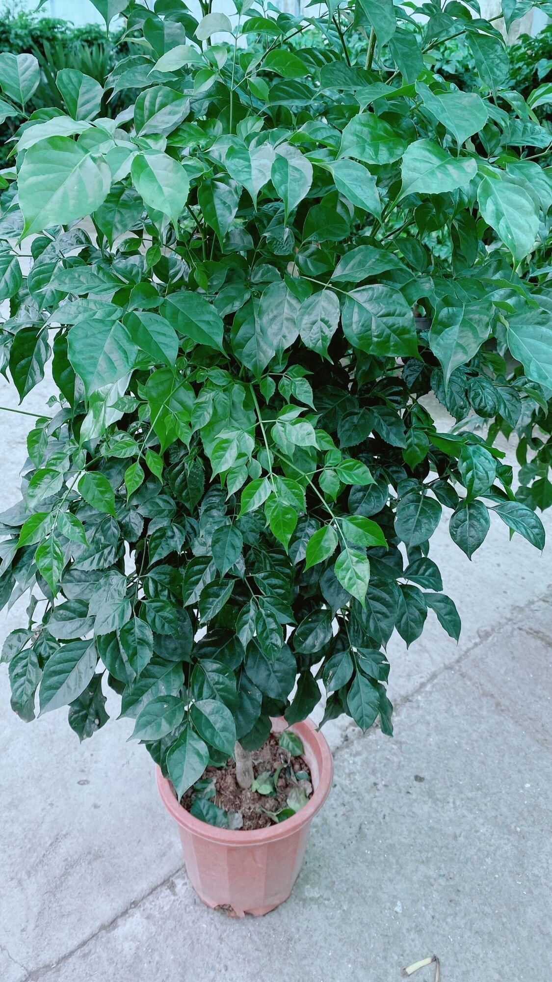 Cây Hạnh Phúc Lớn