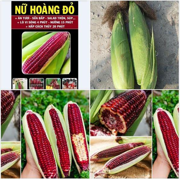 Combo 5 gói hạt giống ngô - 5 loại ngô - tặng 1 phân bón
