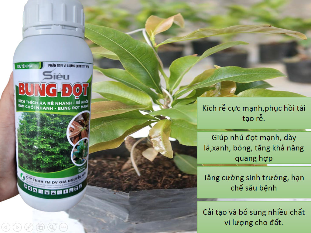 SIÊU BUNG ĐỌT 500ML - Bật chồi nhanh, bung đọt mạnh, chống hiện tượng nghẹn đọt, chai đọt, đọt ra lọt sọt và đọt ngắn, kém phát triển