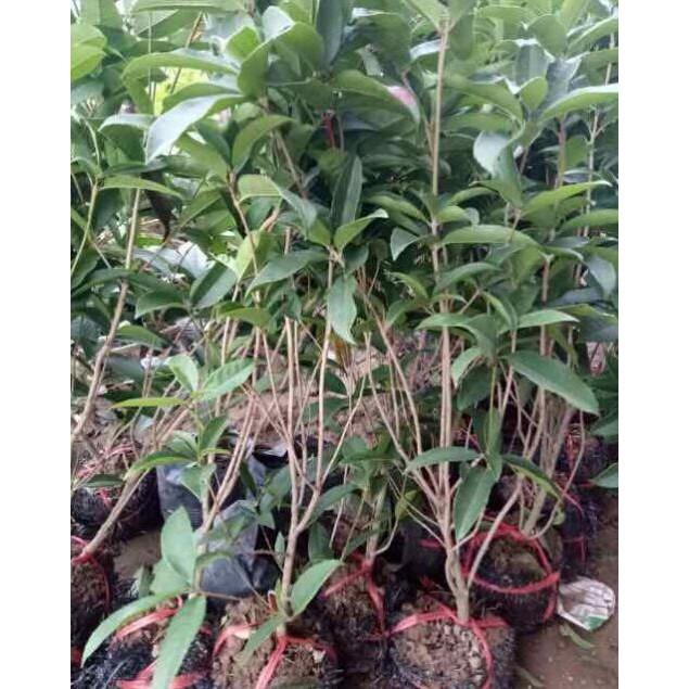 Cây hoa mộc hương ta cao 50cm