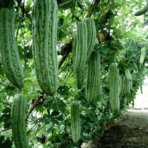 Hạt giống khổ qua khổng lồ Thái Lan 5 hạt