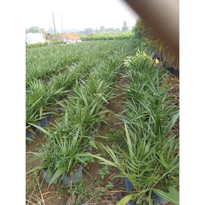 Cây giống Chà là Trung Đông - Quả Đỏ