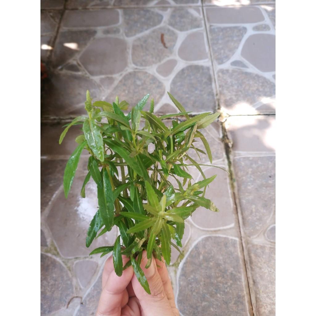 Cắt cắm - Bách Diệp Thảo - Dừa Sing