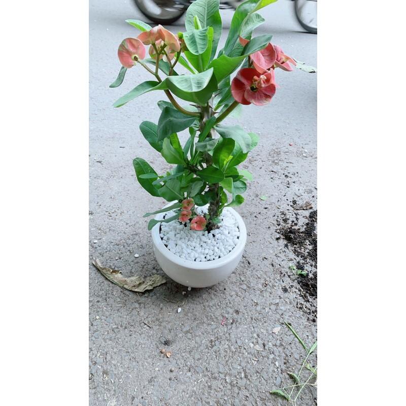 Chậu Cây Xương Rồng Bát Tiên