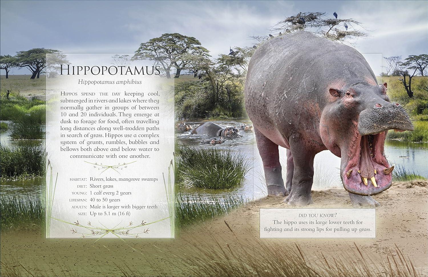 Sách ngoại văn: The Little Book Of Safari Animal Sounds