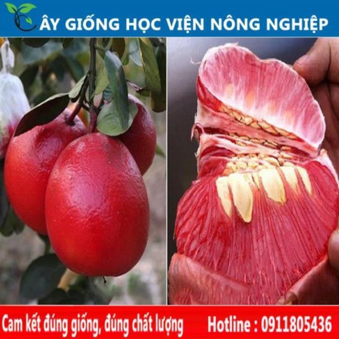 Sản phẩm Cây Ăn Trái cây giống bưởi luận văn , bưởi tiến vua vỏ đỏ ruột đỏ