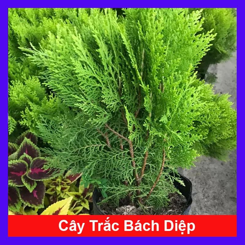 Cây trắc bách diệp + cây cảnh vườn +tặng phân bón cho cây mau lớn