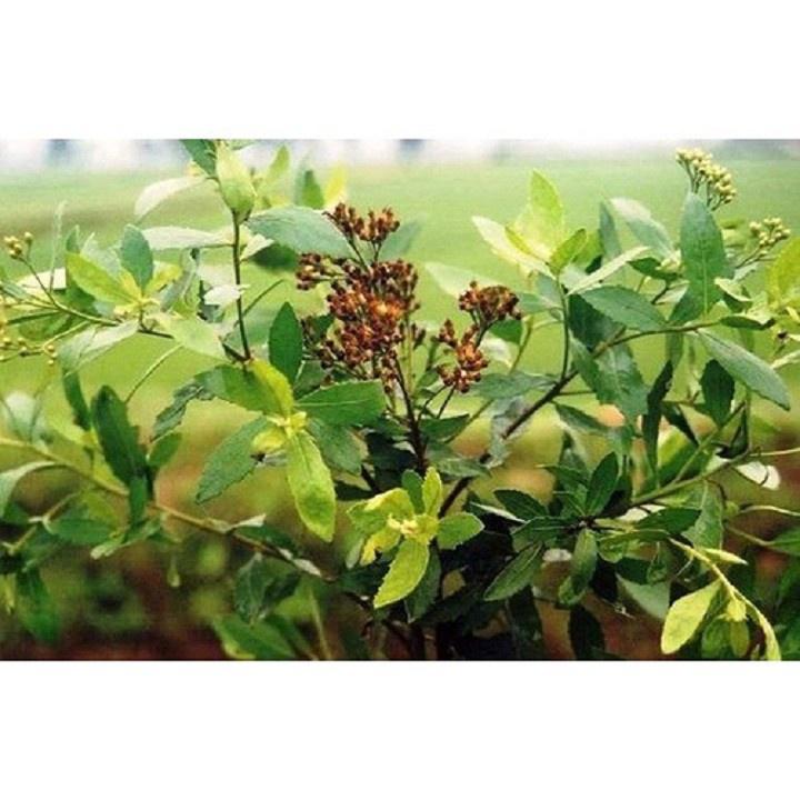 CÂY CÚC TẦN - BẦU CÂY GIỐNG