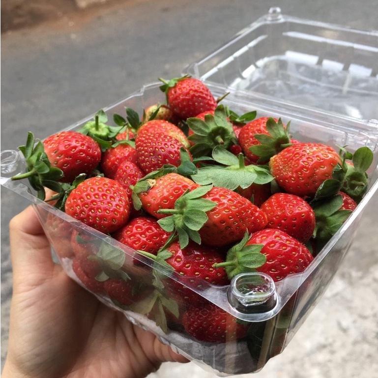 50 Hộp P500D Đựng Nữa Kg Trái Cây - Cà Chua Bi - Dâu Tây - Nho - Cherry