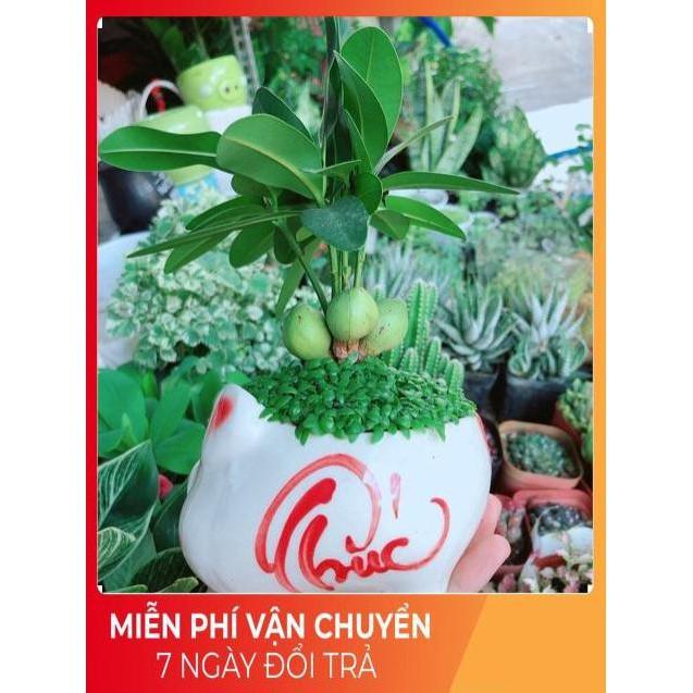 Chậu Cây May Mắn
