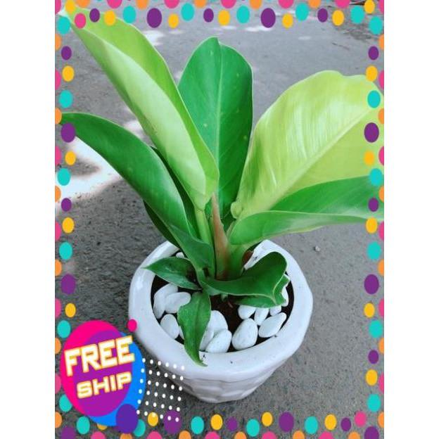 Chậu Trầu Bà Đế Vương