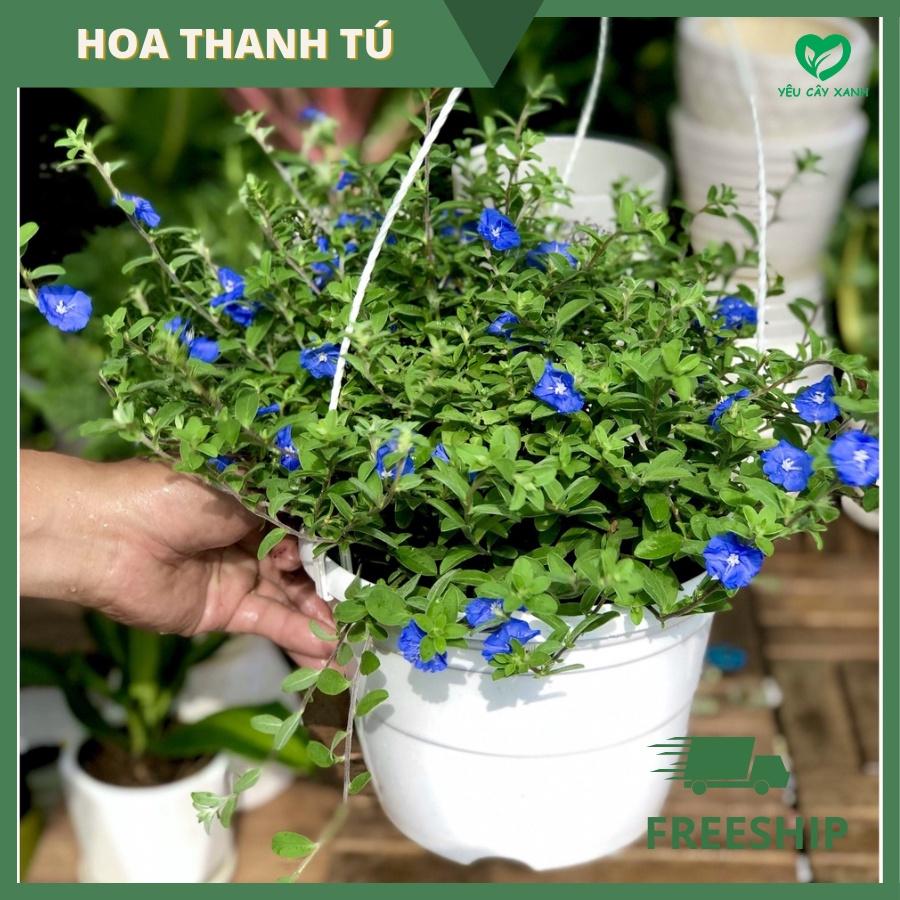 Cây Hoa Thanh Tú treo trang trí ban công sân vườn