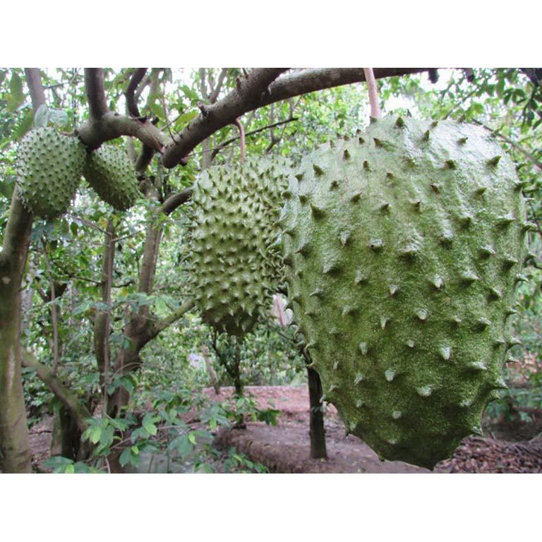 Cây mãng cầu xiêm