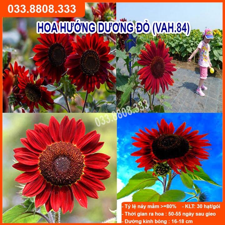 Hạt giống hoa hướng dương đỏ cao F1 - 30 hạt