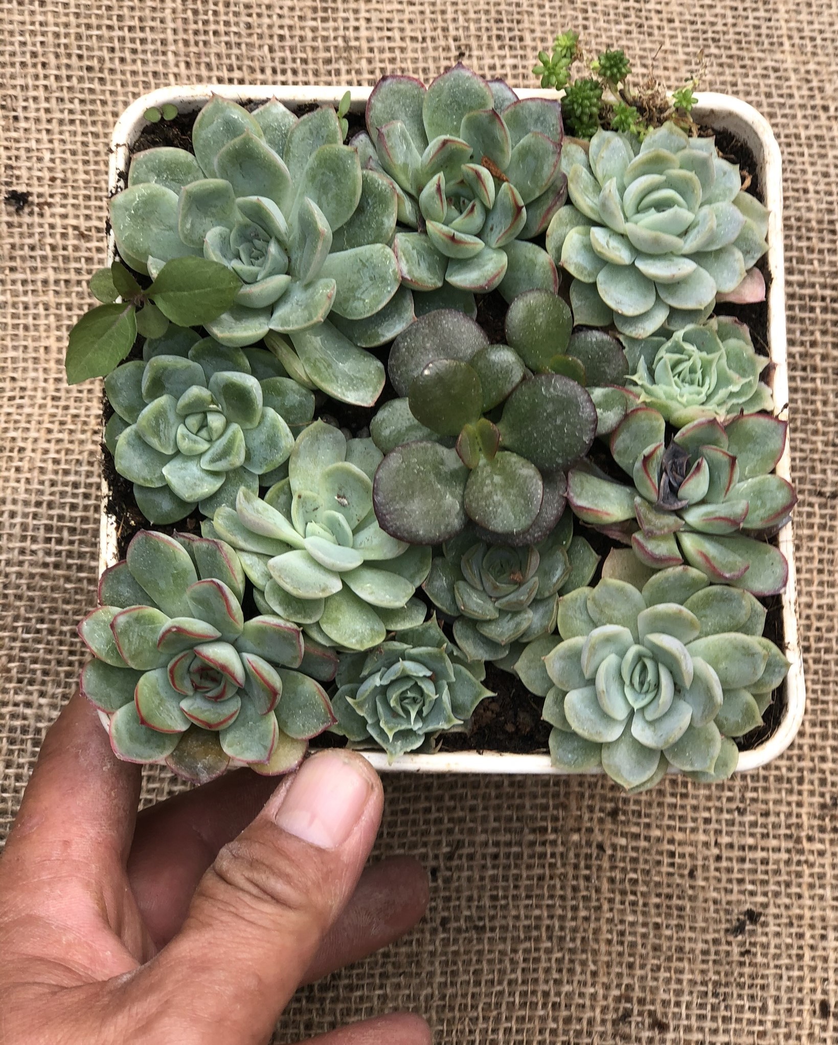 Chậu sen đá ghép nhiều loại