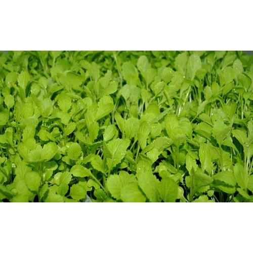 Hạt Giống Cải Bẹ Xanh Ăn Non Năng Suất Cao, Nhanh Thu Hoạch 20Gr - Phú Nông Seeds