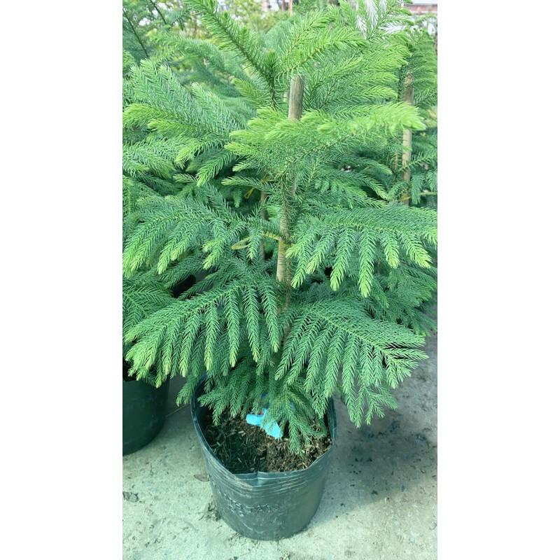 Tùng Bồng Lai Lá Kim Lớn